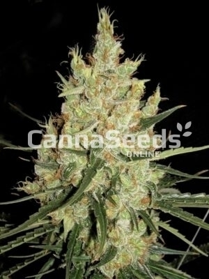 Super Silver Haze Seeds Image